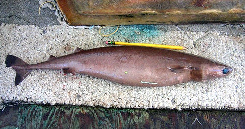 Cookiecutter shark